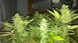 China White strain photo