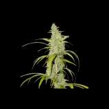 Auto Creeper strain photo