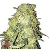 Heavyweight Seeds - Goldmine strain photo
