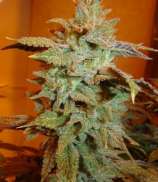 Tigers Milk strain photo