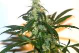 Power Plant strain photo