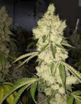 Cuban Linx strain photo