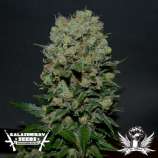 Kalashnikov Express strain photo