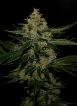 UnderDawg OG strain photo