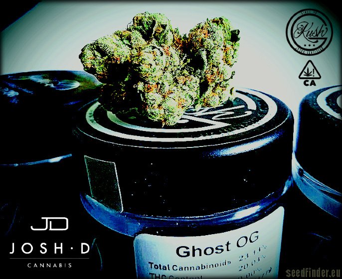 Ghost OG strain photo