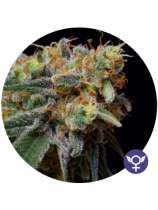 Caramelicious strain photo