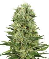 Skunk Automatic strain photo