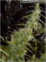 Original Haze strain photo