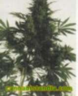 Big Bottom strain photo