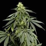 G13 strain photo