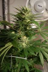 Skunkage strain photo