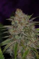 TGA Subcool Seeds - The Flav strain photo