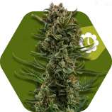 White Widow XL Automatic strain photo