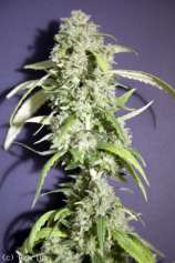 Kikiriki strain photo
