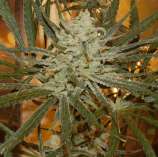 Super Lemon Nightmare strain photo