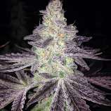 Mendo Breath F2 strain photo