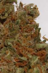 Angel Dust strain photo