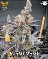 Miami Mami strain photo