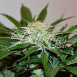 Descojack strain photo