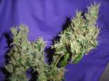 Viejo Toby strain photo