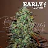 Eleven Roses Early Version strain photo
