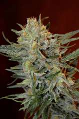 Amnesia Lemon Kush strain photo