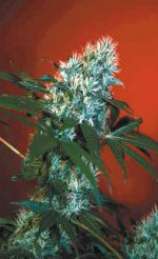 Afghan Mango strain photo