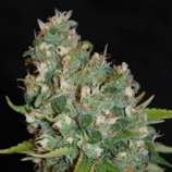 OG13 strain photo