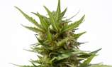 Sputnik Seeds - Auto AK Mir strain photo