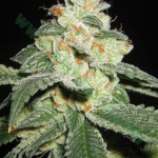 Bulk Seed Bank - Auto Great White Shark strain photo