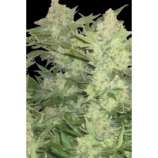 Sweet Kush strain photo