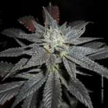 Headway strain photo