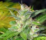Nitrocide strain photo