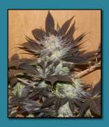 Albino Leprechaun strain photo