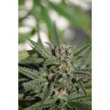 Kali AK strain photo