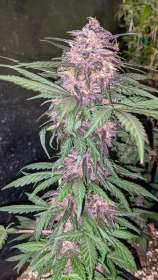 Devil's Anvil strain photo
