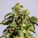 Skunk+ strain photo