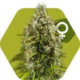 Zambeza - Pineapple Express strain photo