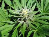 Oregon Rocket strain photo