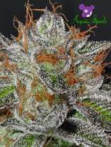 Bruce Banner #3 strain photo