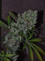 PM Dawn strain photo