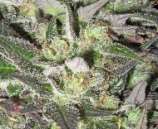 Zenseeds - Columbian Haze strain photo