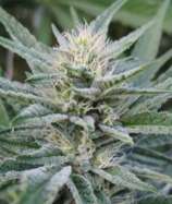 Durbin OG strain photo