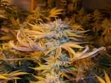 White Lotus strain photo