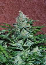 Amnesia Auto strain photo