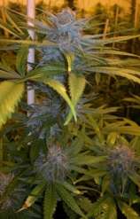 Exodus Kush strain photo