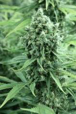 Dazy Jones strain photo