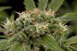 Original Strawberry Cough strain photo