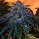 Chocolate Stardawg strain photo