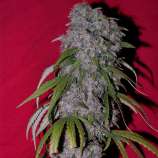 Nev. Haze strain photo